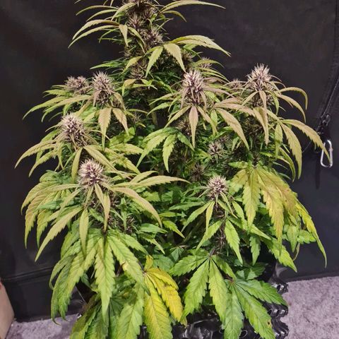 1 #2 growlog timeline photo