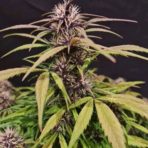 1 #2 growlog timeline photo