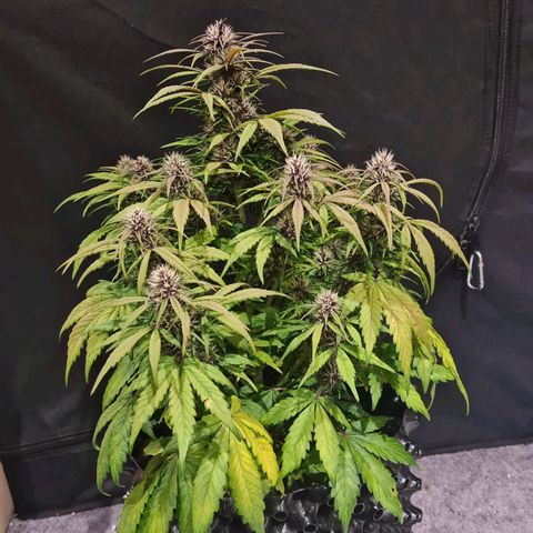 1 #2 growlog timeline photo
