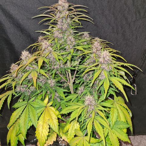 1 #2 growlog timeline photo