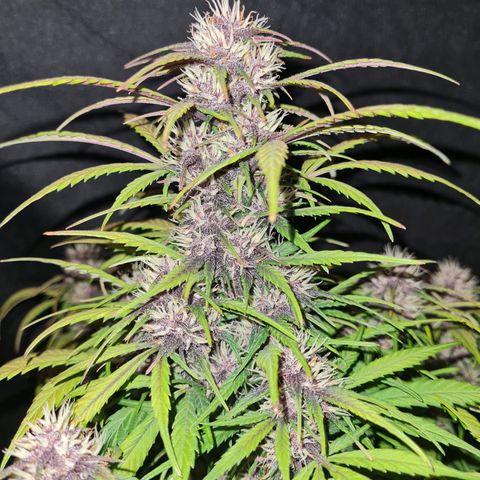 1 #2 growlog timeline photo
