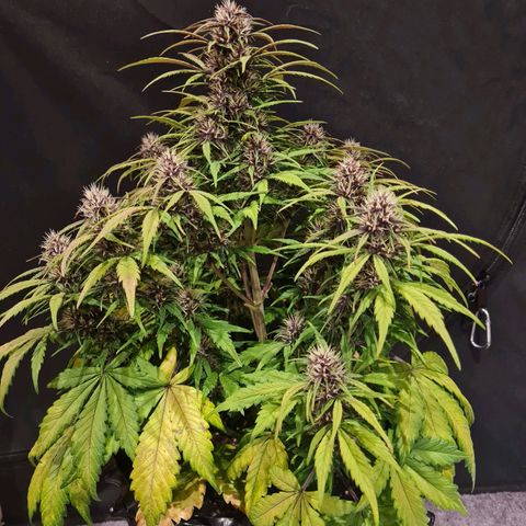 1 #2 growlog timeline photo