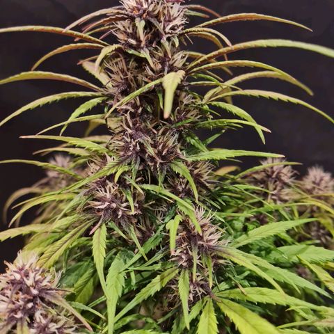 1 #2 growlog timeline photo