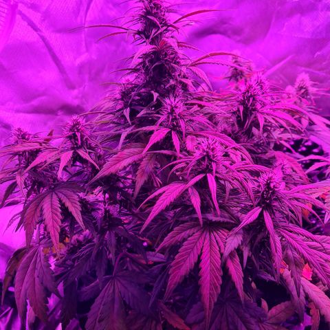 1 #2 growlog timeline photo
