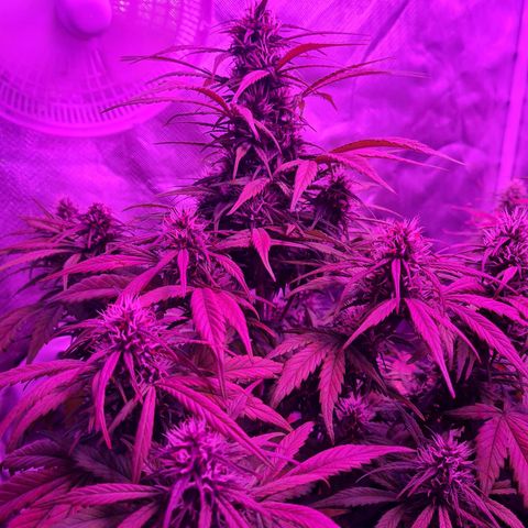 1 #2 growlog timeline photo