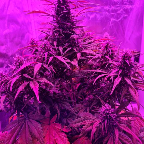 1 #2 growlog timeline photo