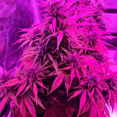 1 #2 growlog timeline photo