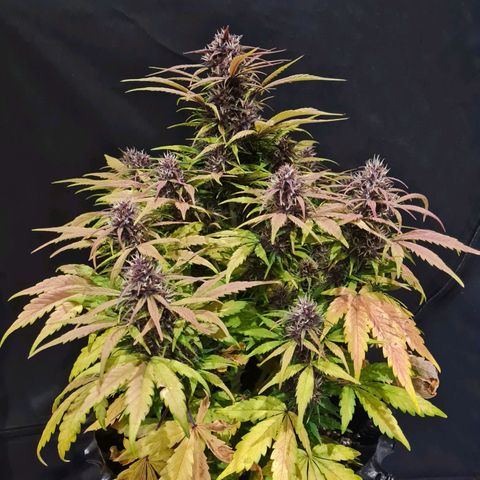 1 #2 growlog timeline photo