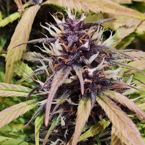 1 #2 growlog timeline photo