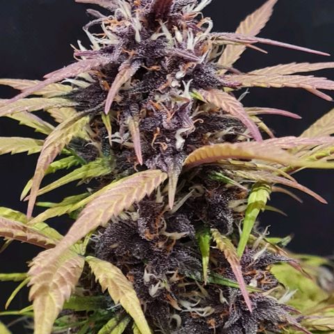 1 #2 growlog timeline photo