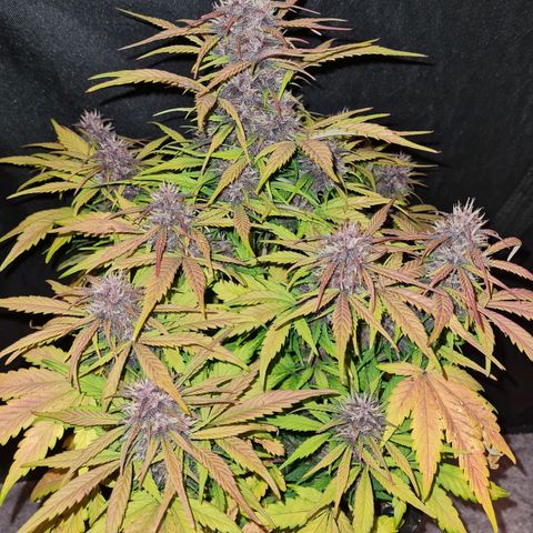 1 #2 growlog timeline photo