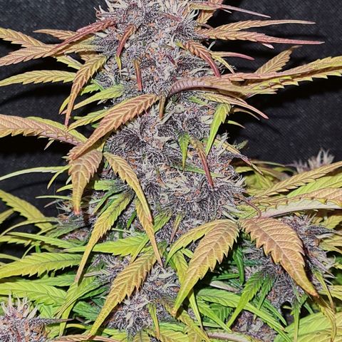 1 #2 growlog timeline photo