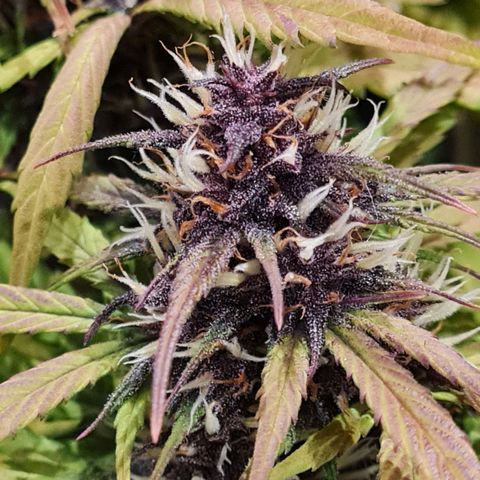 1 #2 growlog timeline photo