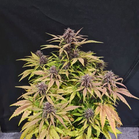 1 #2 growlog timeline photo