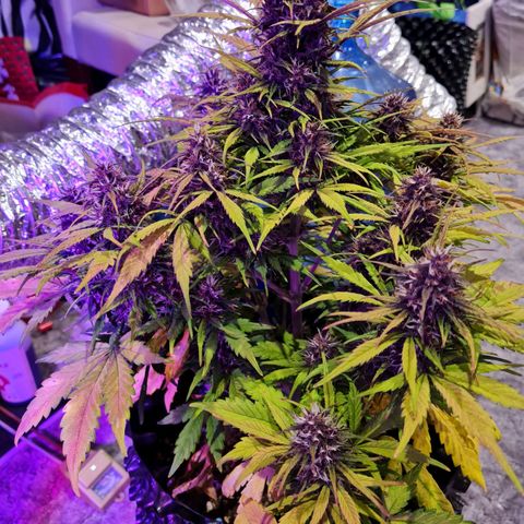 1 #2 growlog timeline photo