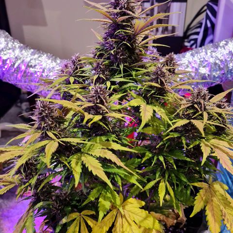 1 #2 growlog timeline photo