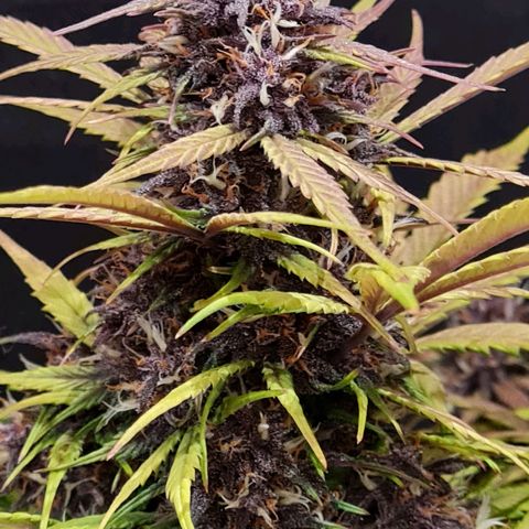 1 #2 growlog timeline photo