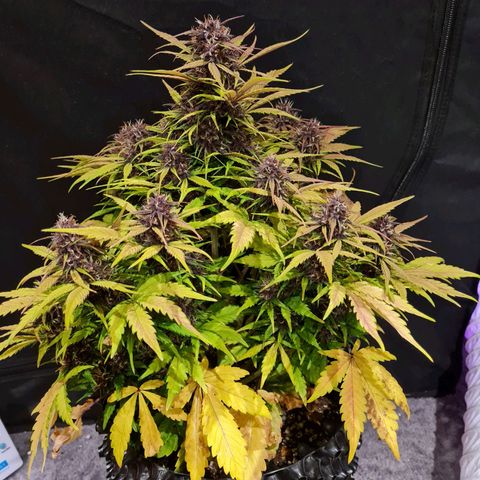 1 #2 growlog timeline photo