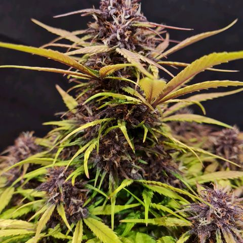 1 #2 growlog timeline photo