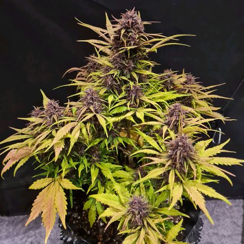 1 #2 growlog timeline photo