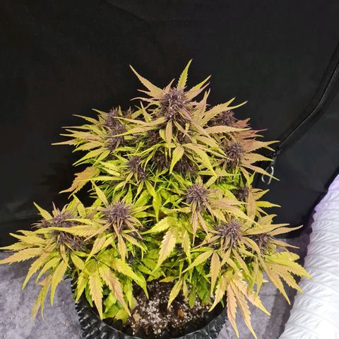 1 #2 growlog timeline photo