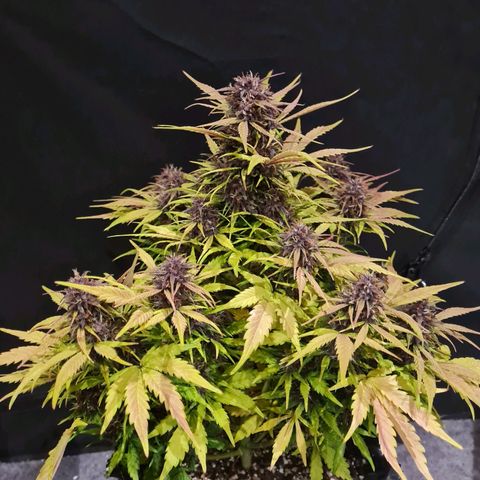 1 #2 growlog timeline photo