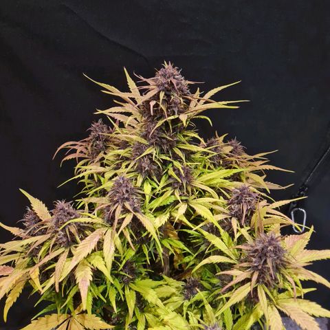 1 #2 growlog timeline photo