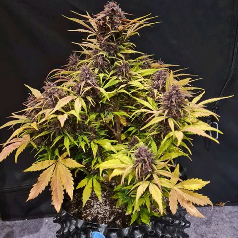 1 #2 growlog timeline photo