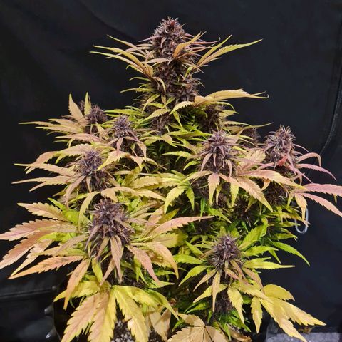 1 #2 growlog timeline photo