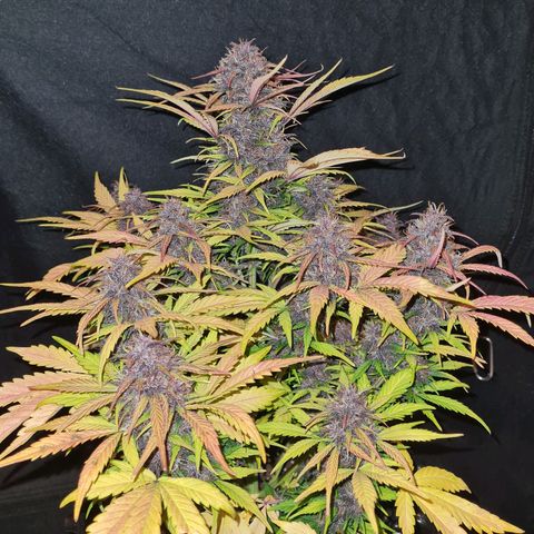 1 #2 growlog timeline photo