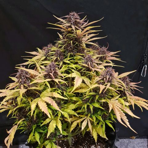 1 #2 growlog timeline photo