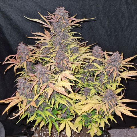 1 #2 growlog timeline photo