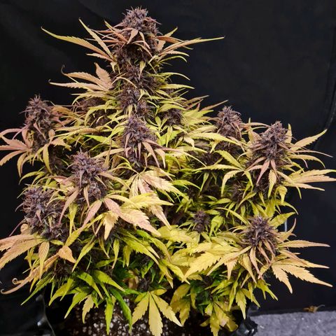 1 #2 growlog timeline photo