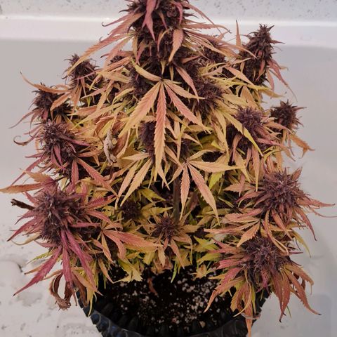 1 #2 growlog timeline photo