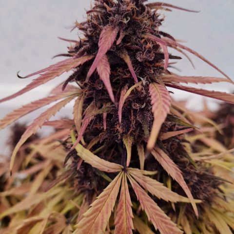 1 #2 growlog timeline photo