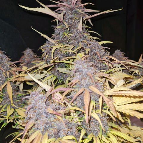1 #2 growlog timeline photo