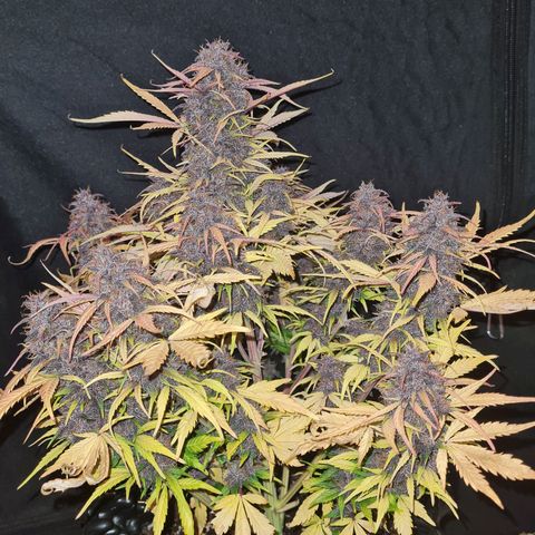 1 #2 growlog timeline photo