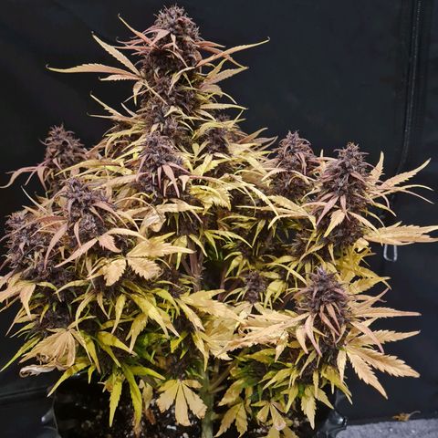 1 #2 growlog timeline photo