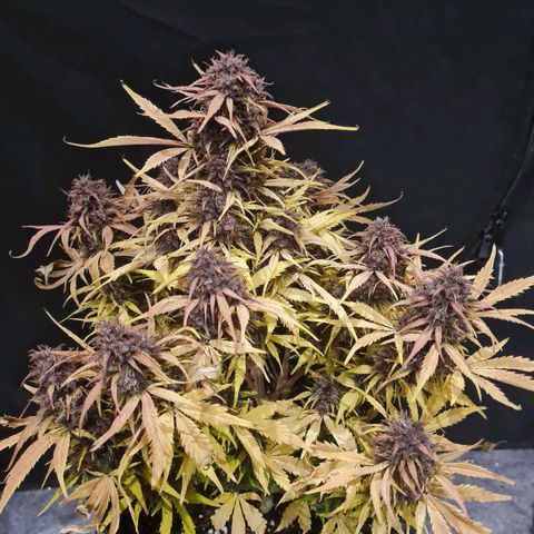 1 #2 growlog timeline photo