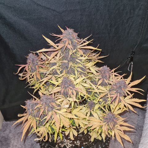 1 #2 growlog timeline photo