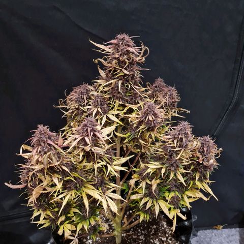 1 #2 growlog timeline photo