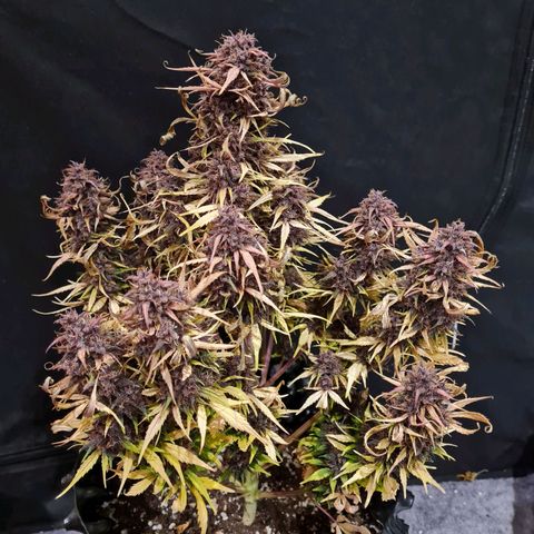 1 #2 growlog timeline photo