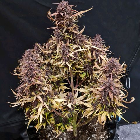 1 #2 growlog timeline photo
