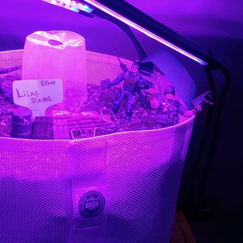 Lilac Diesel  growlog timeline photo