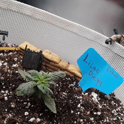 Lilac Diesel  growlog photo: She's starting to perk back up!
