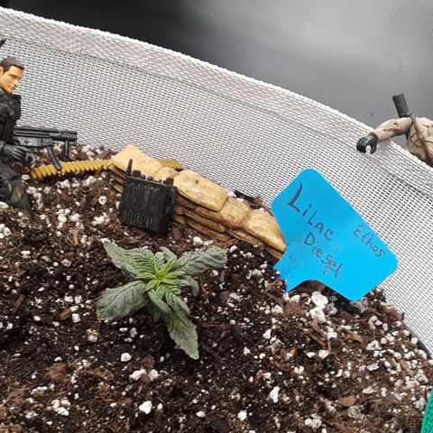 Lilac Diesel  growlog timeline photo