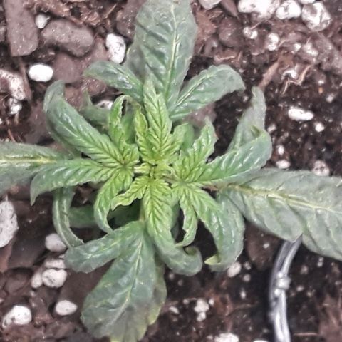 Lilac Diesel  growlog timeline photo