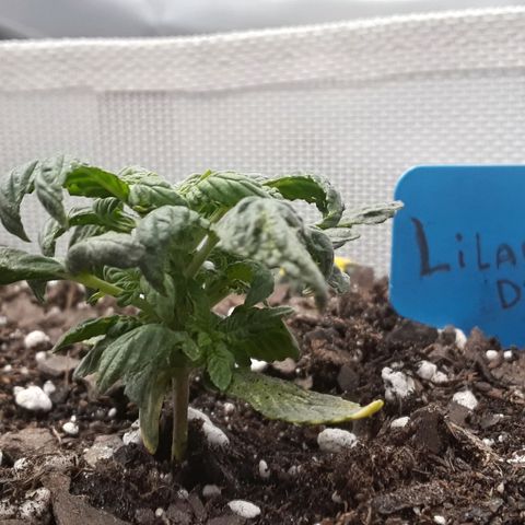 Lilac Diesel  growlog timeline photo