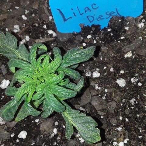 Lilac Diesel  growlog timeline photo