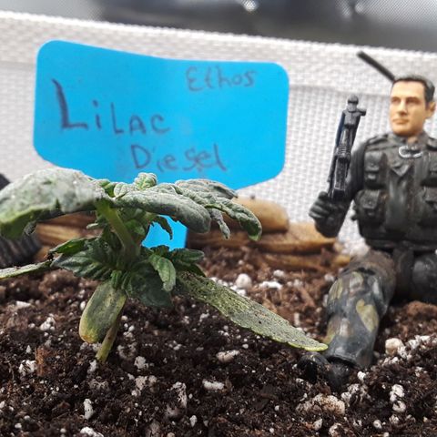 Lilac Diesel  growlog timeline photo